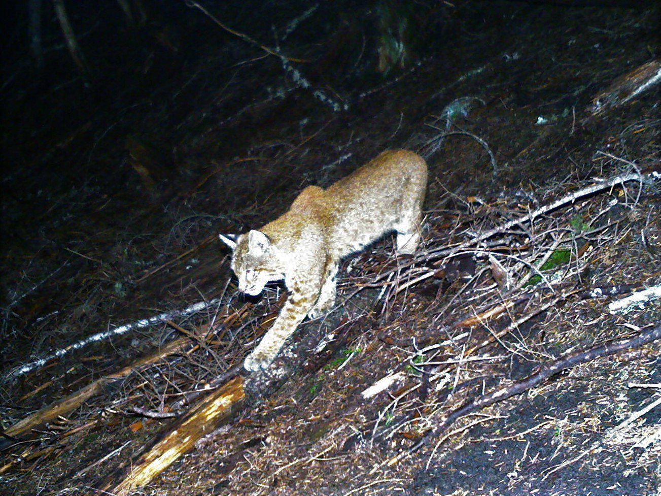 Bobcat Washington.